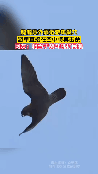 真没想到！比鹈鹕小4倍的游隼，竟成了空中'索命者'😱说实话，小编刷到这段视频