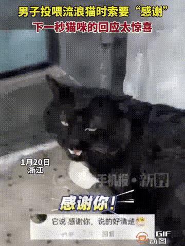 太暖心了！浙江小哥喂流浪猫随口要感谢，小猫竟真的发出类似道谢的叫声