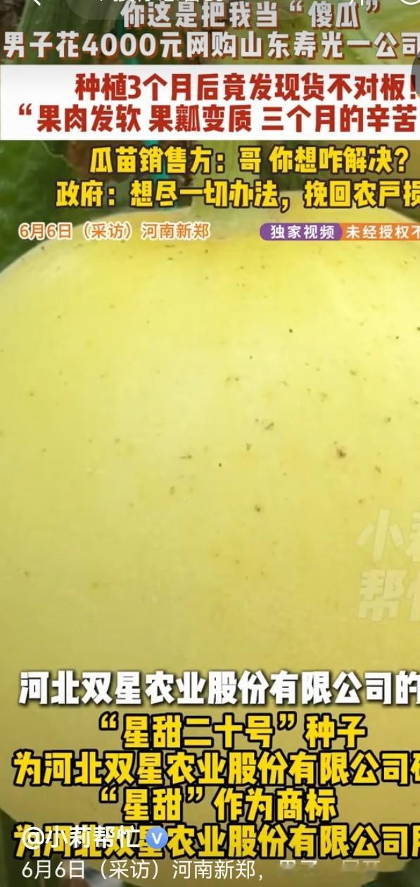 河南新郑，一瓜农花4000多块钱从山东某种苗单位买了5000多棵甜瓜苗，全家辛勤