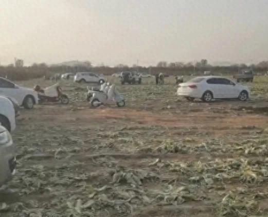 受伤最深的竟然是官媒！内蒙古赤峰11月17日通报“免费采捡白菜”事件调查情况，