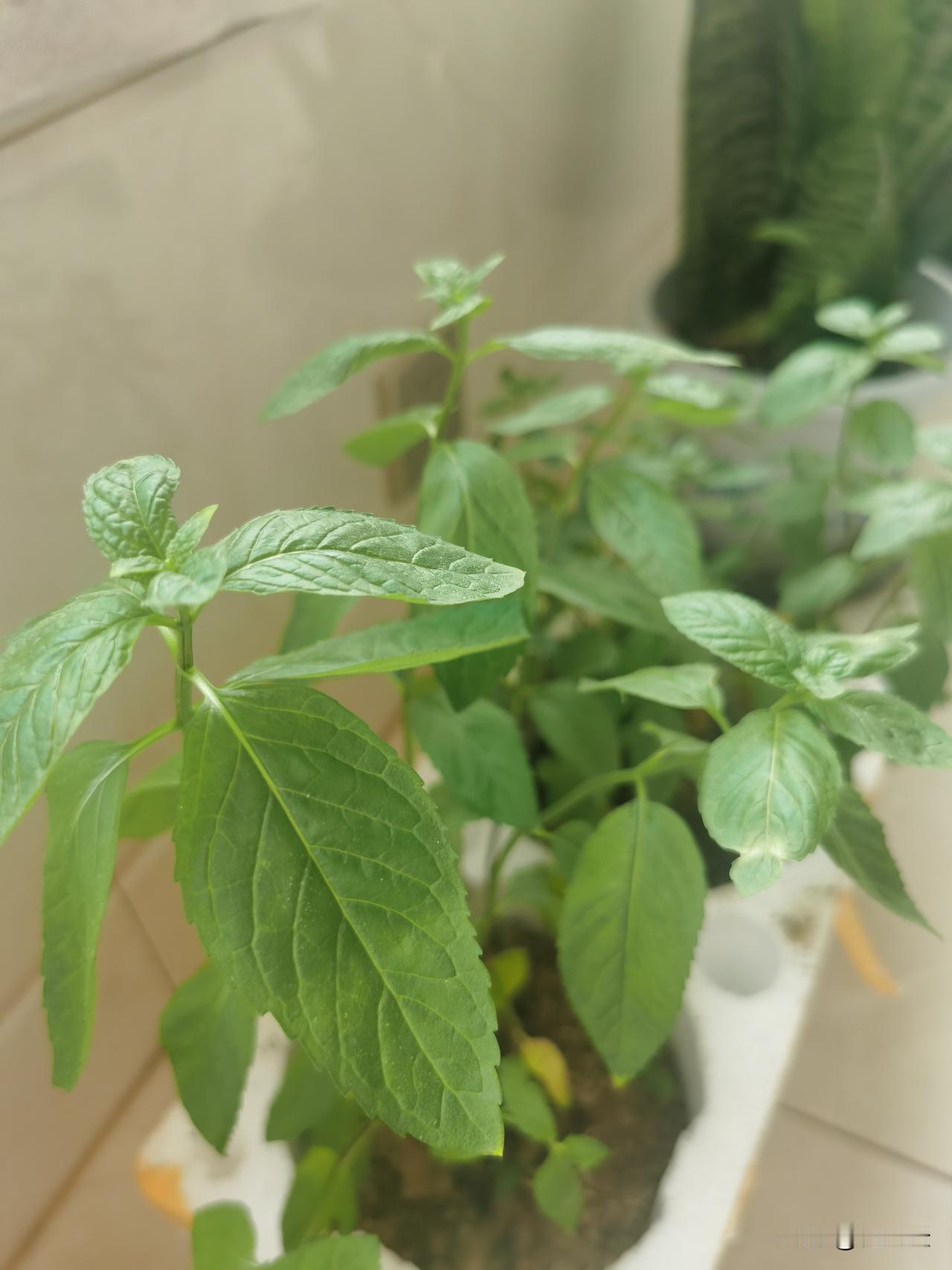 要说清醒还得是年轻人清醒的快。[比心]一对老夫妇卖房子，人家给他们出70万时
