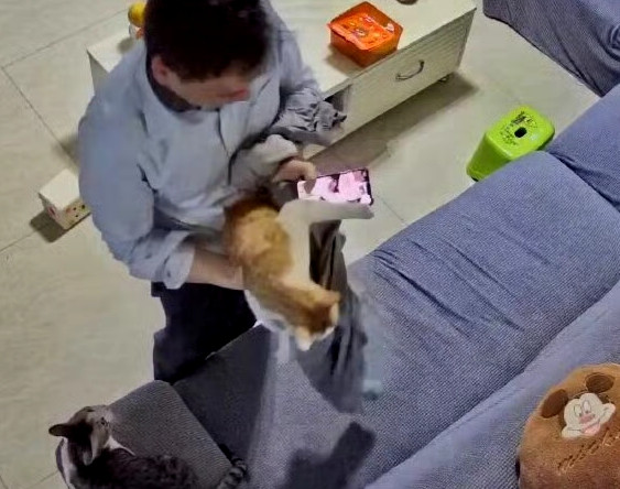 我说我想猫了