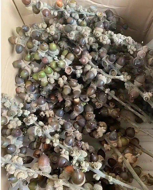 部懂就问，这个是什么果子，怎么食用，欢迎评论告知