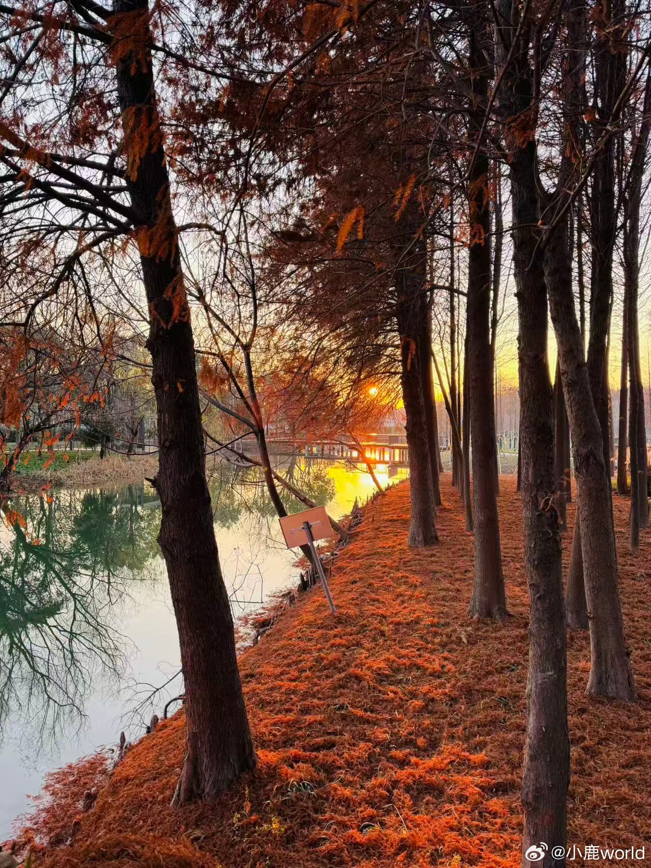 英伟达是大脑，博通是神经系统这个比喻精准概括了AI基础设施的分工：英伟达负责“思