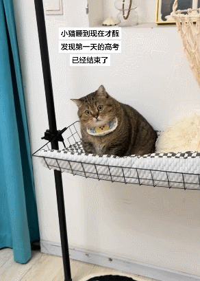 这孩子一看就聪明，想复读都得从二年级开始的那种。动物奇遇记