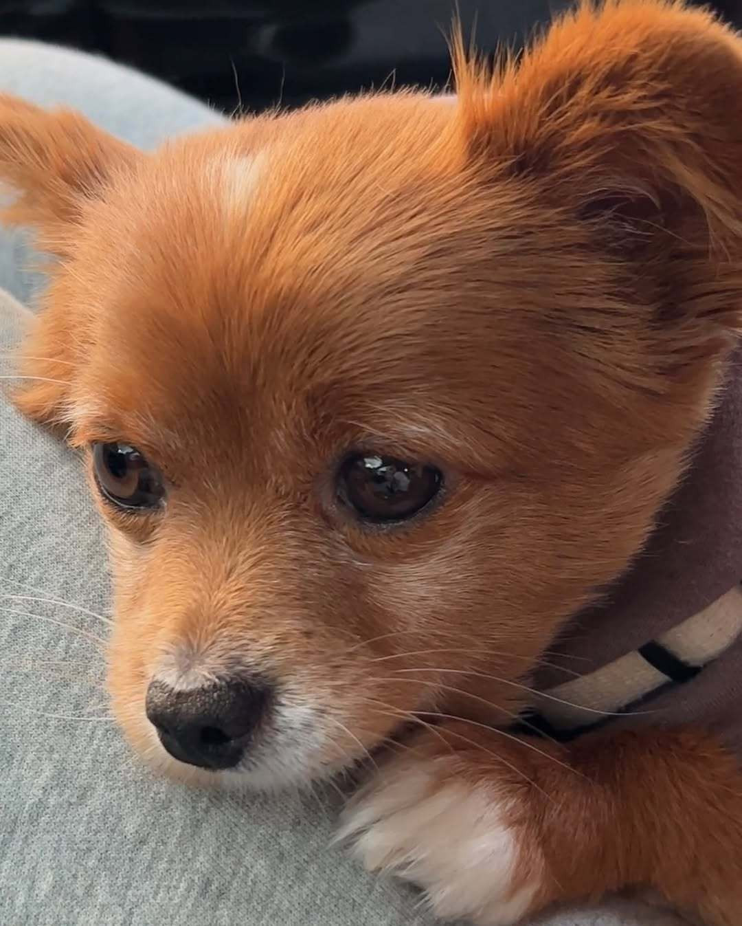 刚失恋的小狗：问世间情为何物...此情无计可消除，才下眉头，却上心头