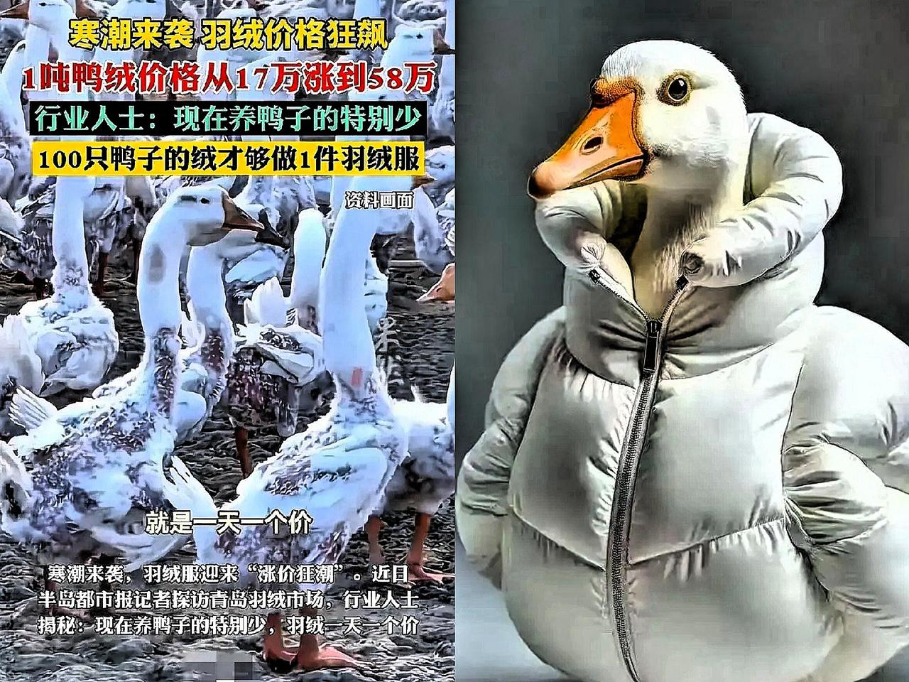 强烈建议大家，羽绒服赶紧停买停穿，不是我危言耸听，而是现在的羽绒服市场真的太