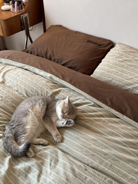 谁家床上没有一只可爱小猫猫🐱