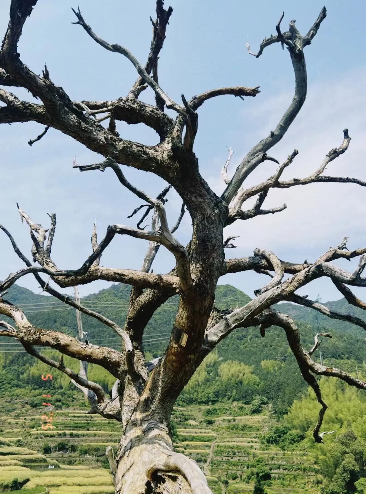 真是怪了！这棵300年的苦槠树，尽管主干和树枝早就干枯了，可树干却屹立不倒。“