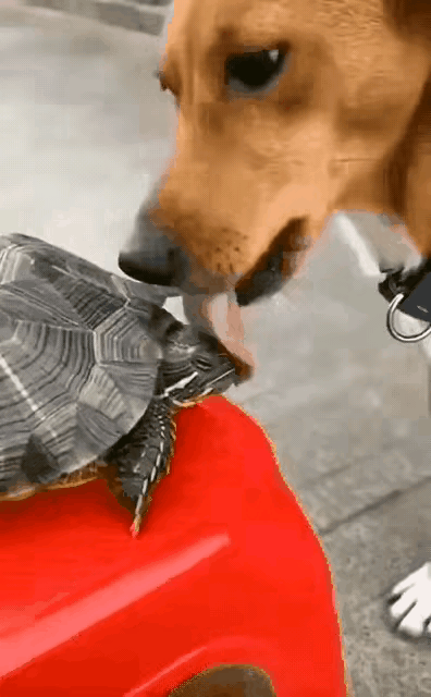 缩头乌龟碰上了舔狗，龟斗胆勇敢了一次，把龟生送入了新高度。龟扪心自问：以往是不