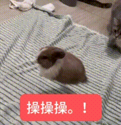 西八兔子给我流行起来🔥网络表情珍藏馆