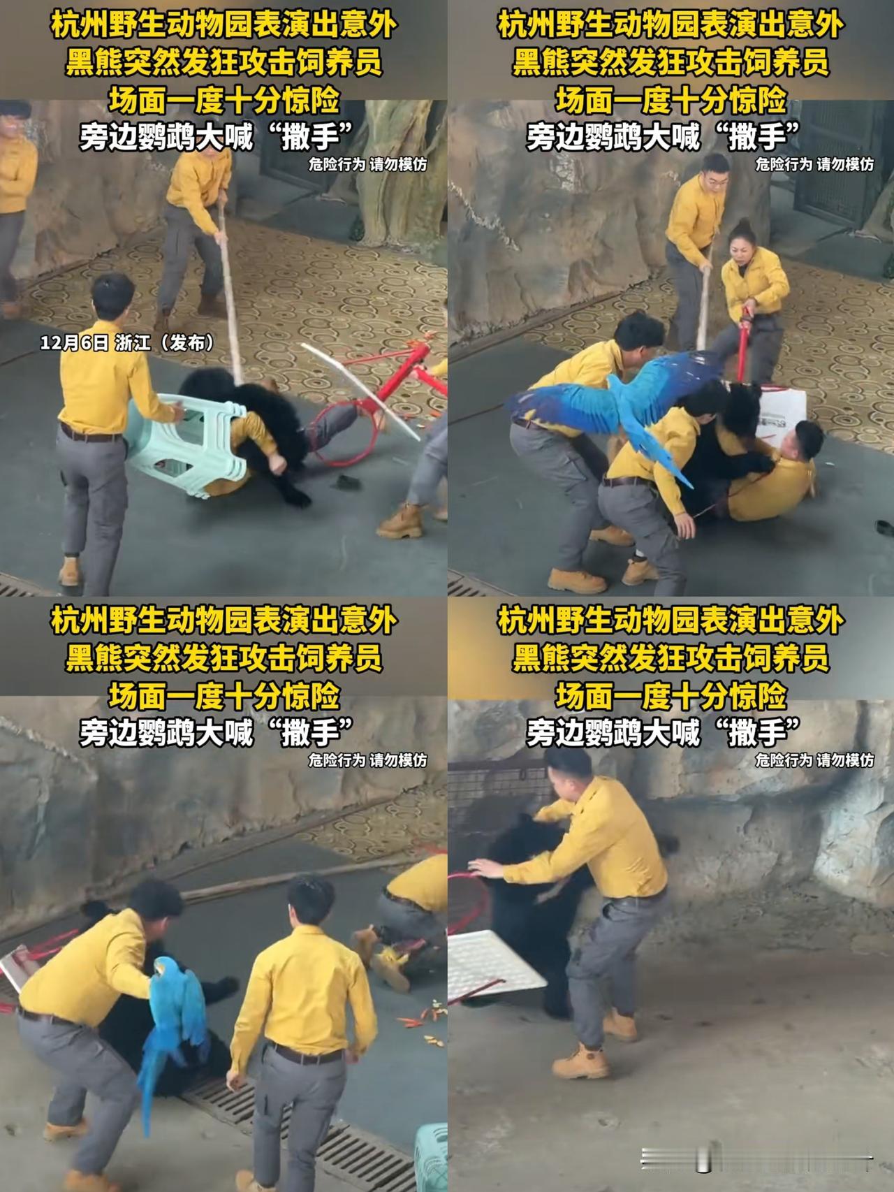 野生黑熊失控与动物园饲养员搏斗情况非常危险，工作人员不仅被扑倒，身边伙伴