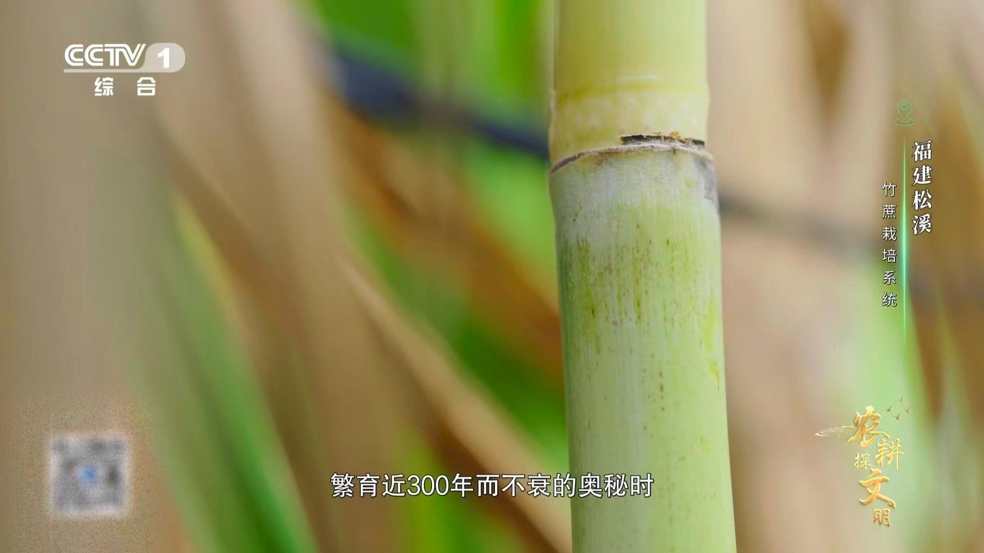 中国一种甘蔗长在火山土里清雍正年间种下的竹蔗，如今依然年年萌发新芽。福建松溪的火