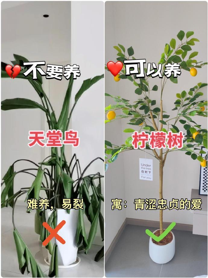 客厅绿植九养九不养！​​​