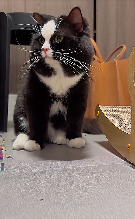 就是那种，一眼就知道是富二代的那种猫[笑着哭]从胎里就带着膘出生的那种这大脑门子印