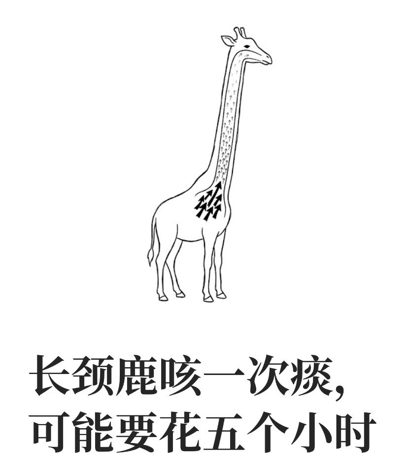 长颈鹿咳一次痰要花5个小时
