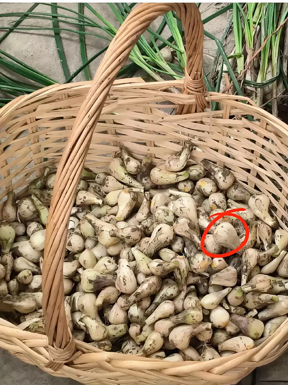 这一篮子的东西，它来自农村，是真正的绿色食品；90%的人对它眼熟，却叫不出名字。