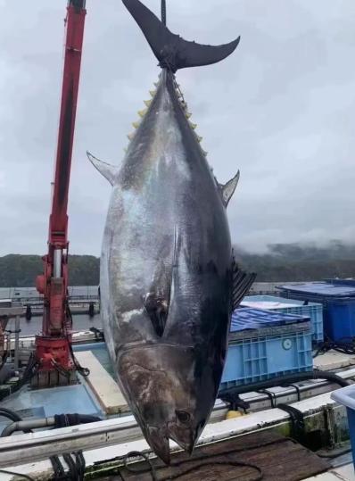 金枪鱼为了不被吃有多努力？它们进化了亿万年，练出了高达160公里的时速，可它们一