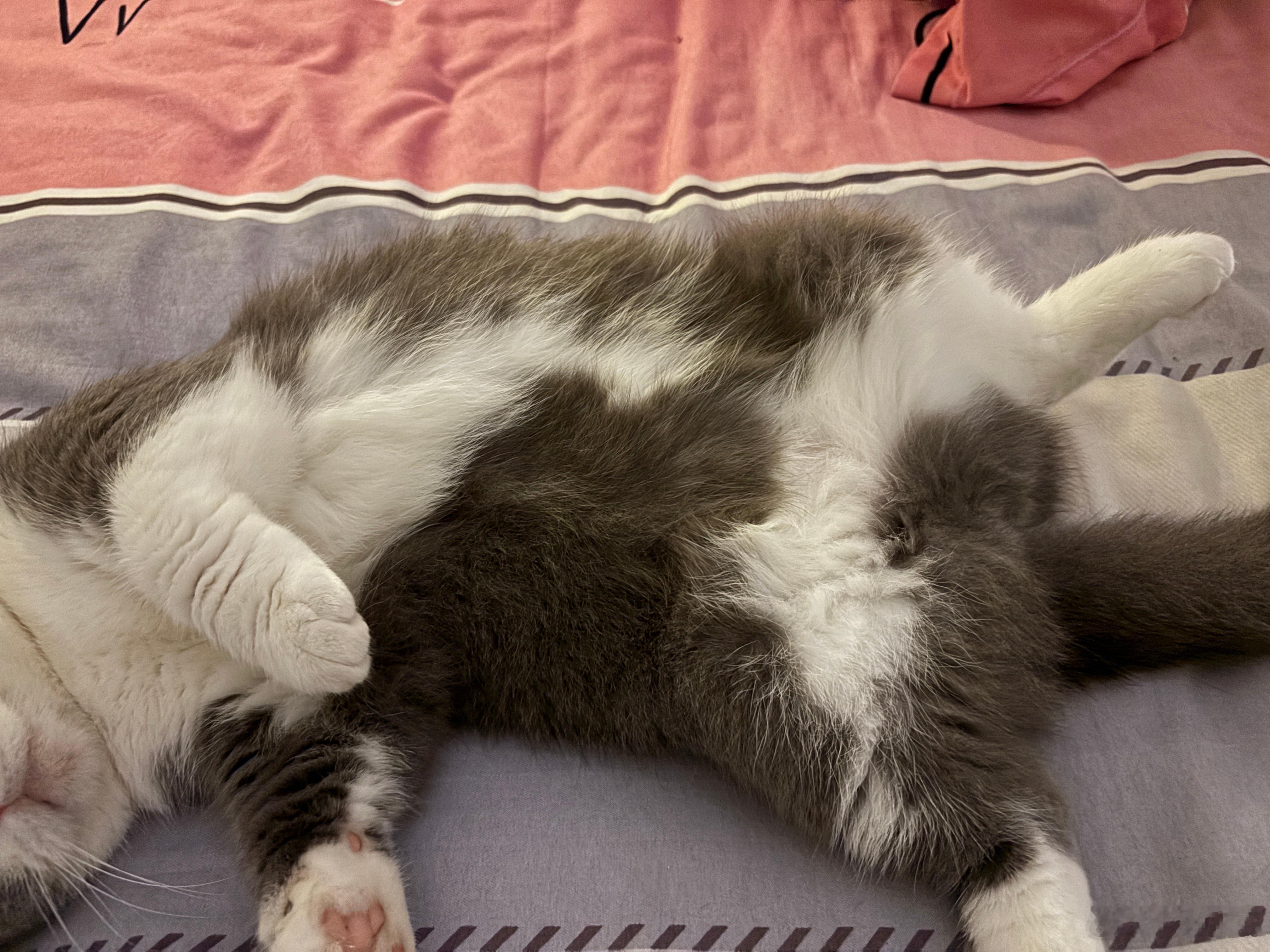 咪不知道咪的肚子有多诱人
