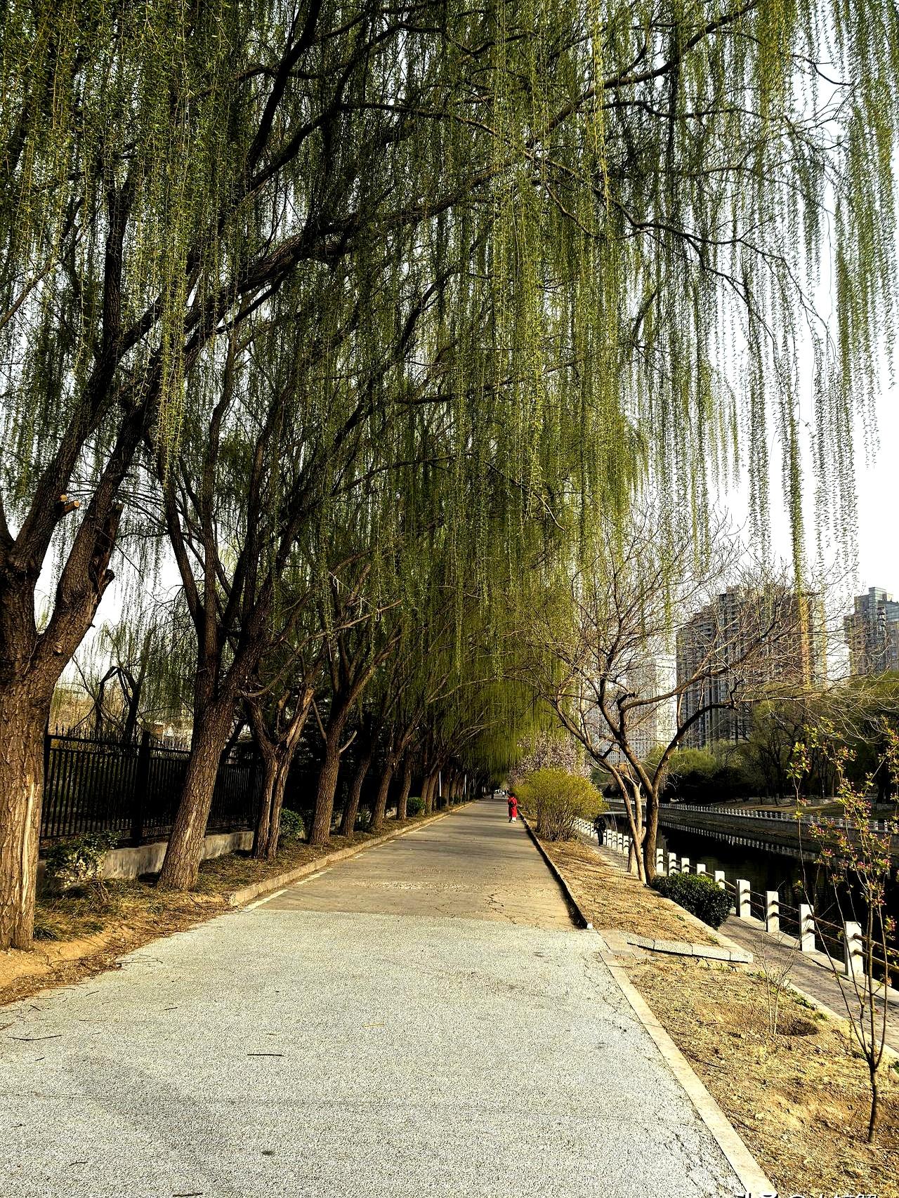 刚开始跑步的第一天，跑5公里确实有些难度。我拖着灌了铅的双腿挣扎着向前，