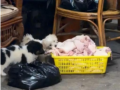 合肥那家“不准问价”的卤肉店，终于被干趴下了，任性人设撑不起基本经营底线，看得人