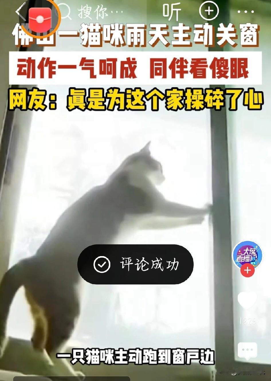 近日，广东佛山一只猫咪火了。因近日佛山阴雨天气较多，难得昨日天开了，主人连忙打