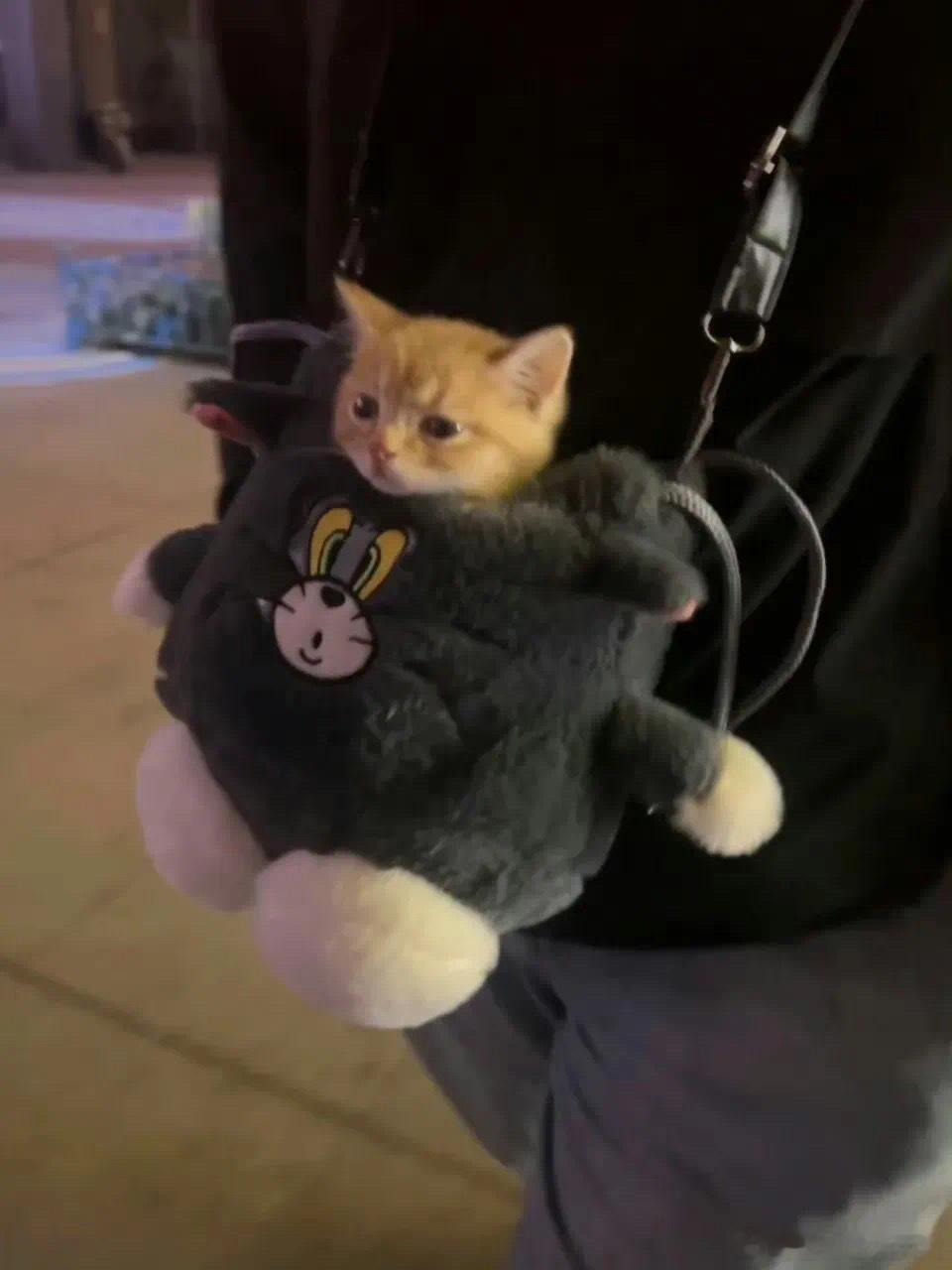 现在的小猫挂件都这么逼真了吗宠物卖萌中心​​​