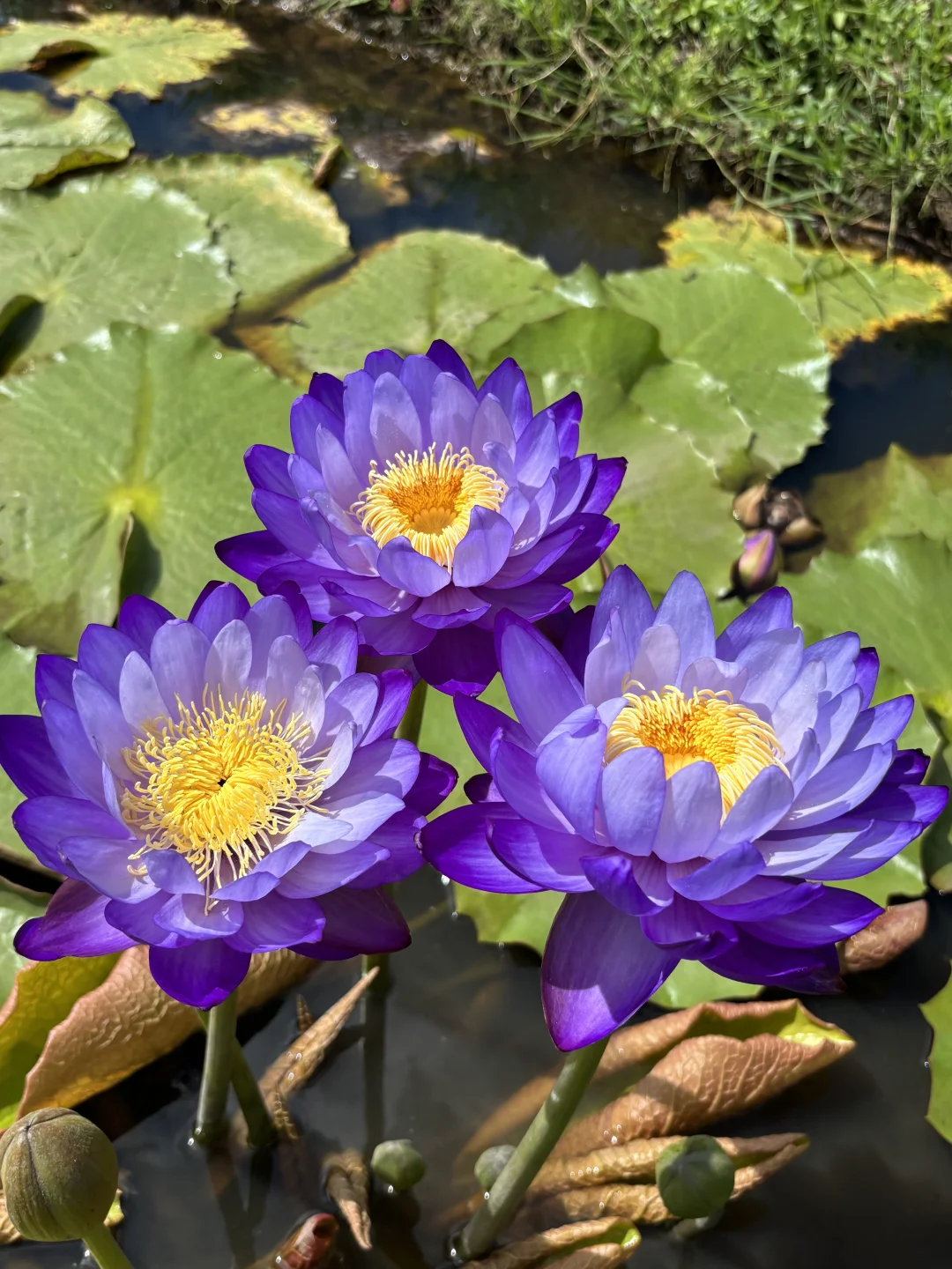 开花神器 紫贝壳！！！太丰花啦