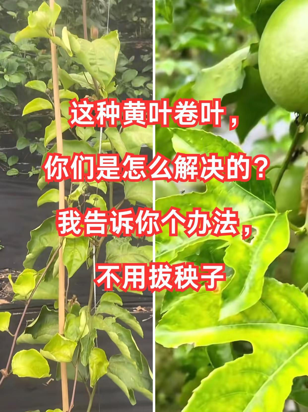 百香果这种黄叶卷叶，你们是怎么解决的？。百香果种植黄叶