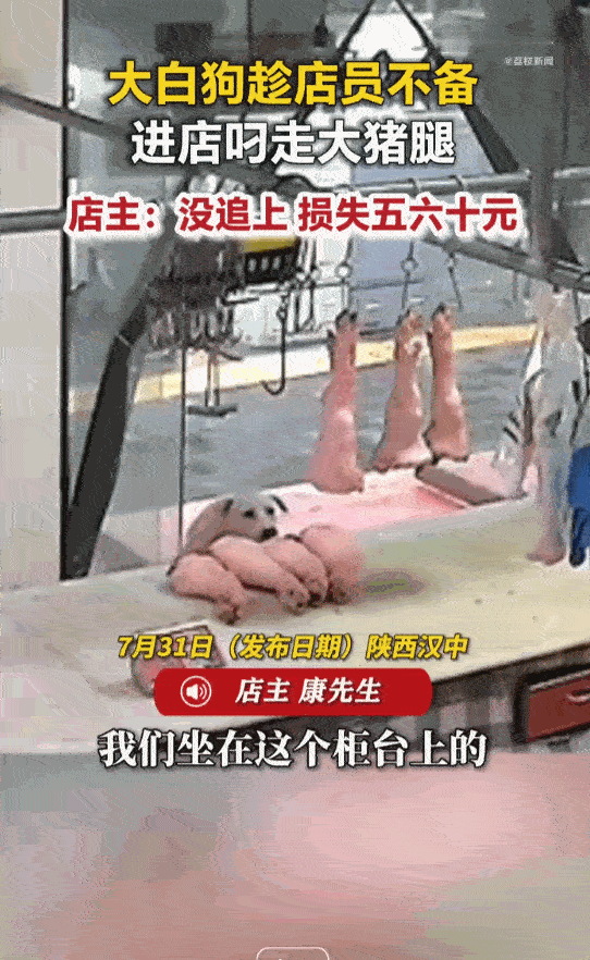 笑不活了！陕西汉中一家生鲜肉铺门前，一只毛色挺白、体型不小的大狗，趁着店员不留神