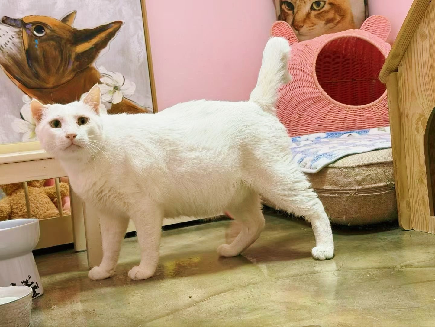 大哥这种白猫，能走到今天也是不容易了。。。猫