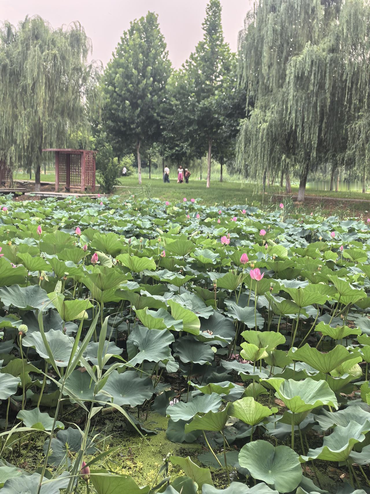 儿子刚刚接到研究生的录取通知书，86岁的公公执拗地提出，他要让他的孙子、我的儿子