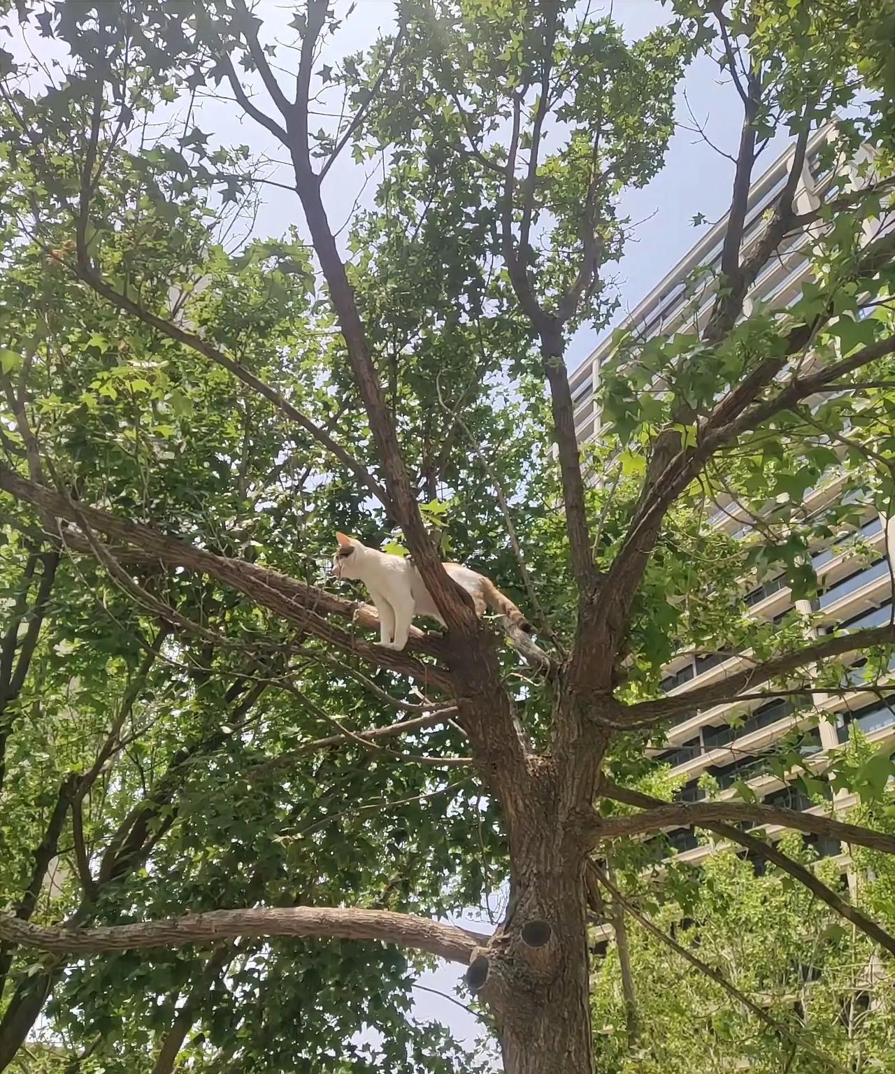 爬树呲溜一时爽，下不来真是丢死人。[捂脸哭]我们家的小三花算是白养了，都五个月大