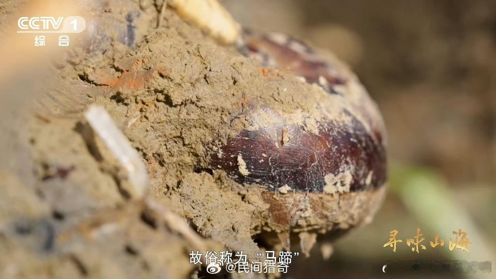 名字带马的水果你吃过吗南昌安义的荸荠又叫马蹄，长在沙壤土里，皮薄肉白，咬着清甜爆