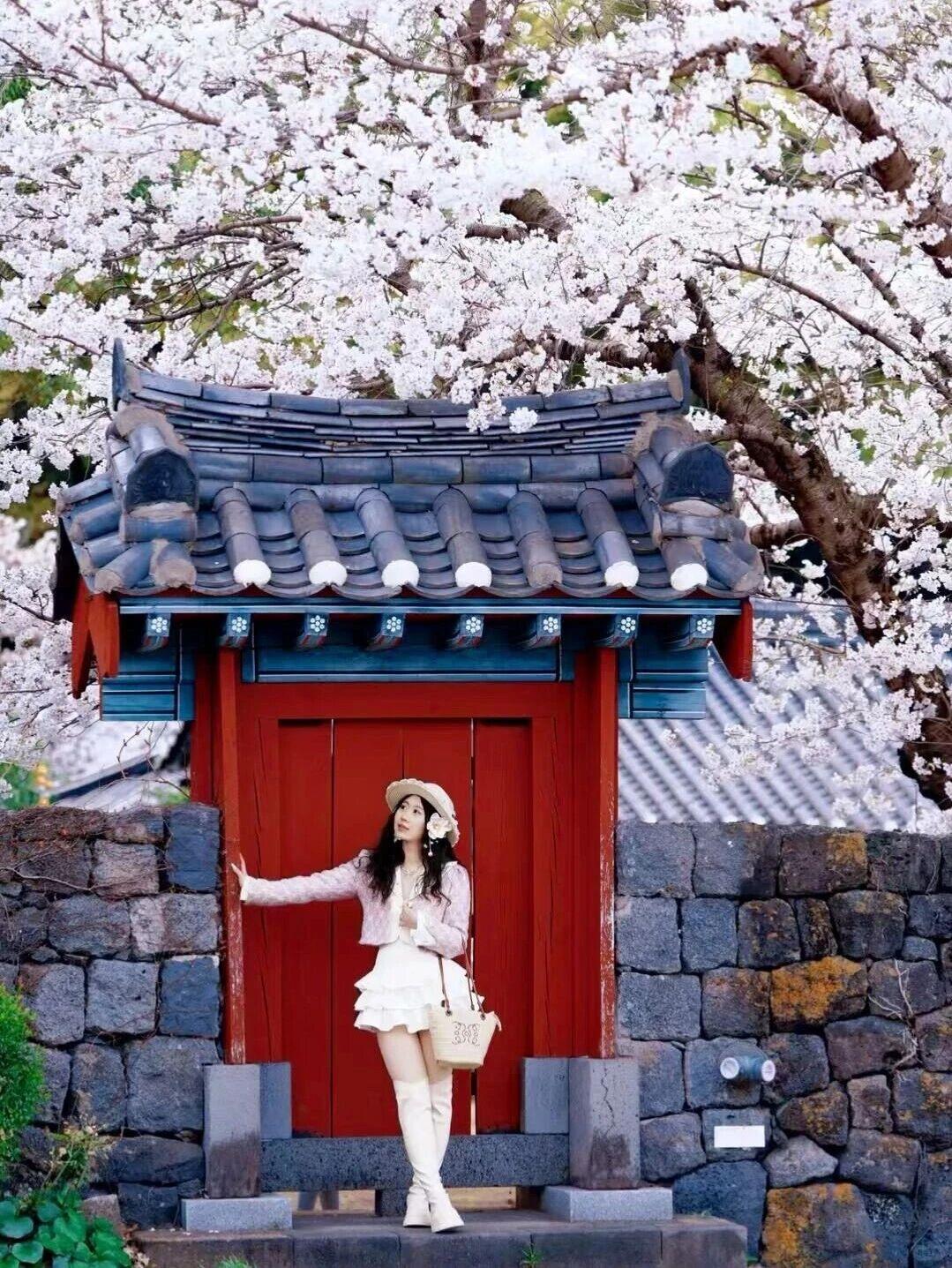 免签直飞！均温20℃！樱花、大海、咖啡，简直不要太浪漫！江浙沪出发1.5h免签