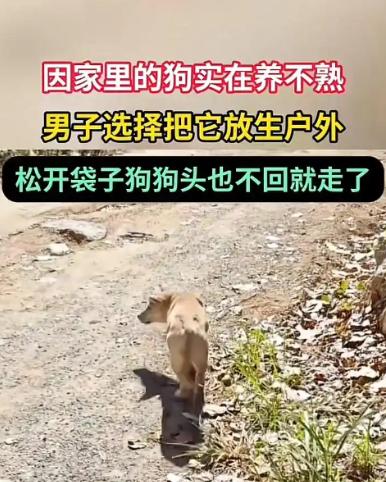 “破防了！”11月17日，广西，一男子养了条狗，不仅养不熟，还经常攻击他，所以选