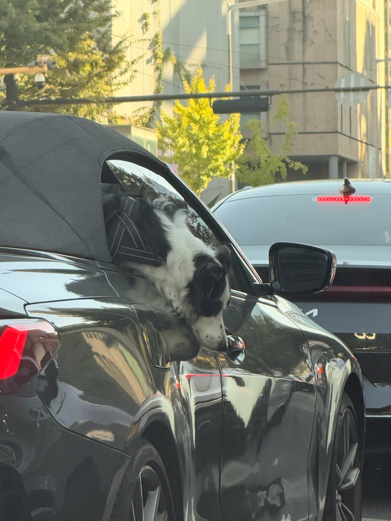 小贤拍下遇到的可爱小狗🐶🐶：嘿嘿🐶：看来是晕车了!!!​​​
