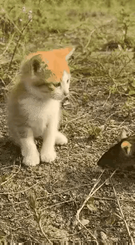 这只猫直接把老鼠给玩明白了！前一秒还嚣张到不行，下一秒当场认怂，