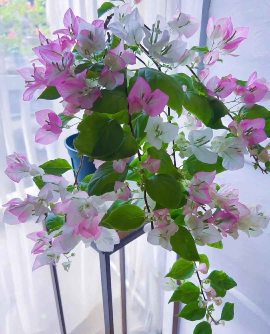 退休金5000养全家，瘫痪老太断药半月，儿子抱着她在楼道里哭到崩溃！小区楼道里的