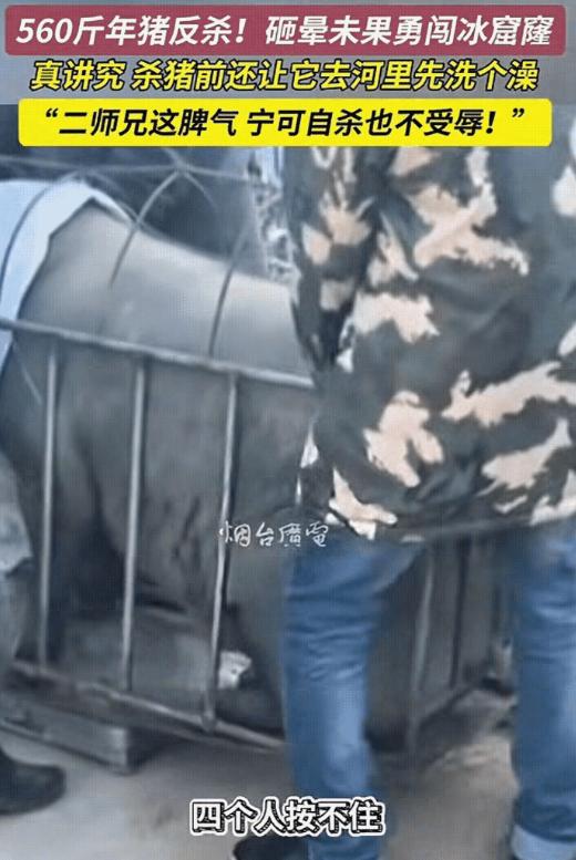 “万万没想到！”山东烟台，一男子家杀年猪，不料，因猪太重，4个人按不住，男子就想