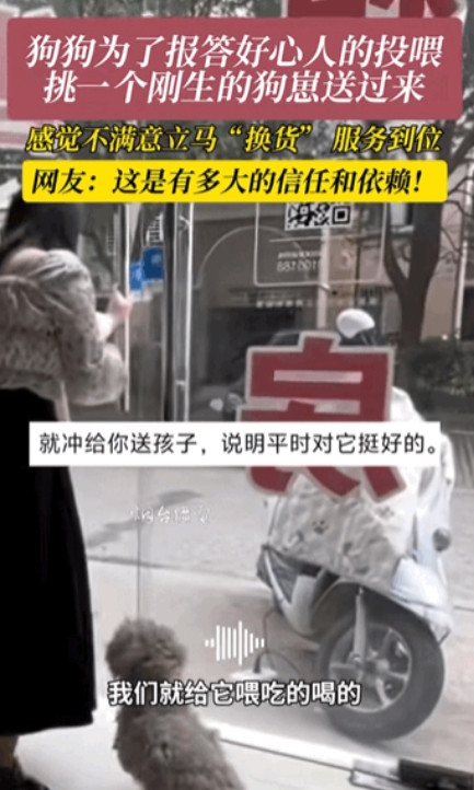 江苏一女子经常投喂一只流浪狗，狗狗为了报答好心人的投喂，隔天叼来它生的小黄狗送给