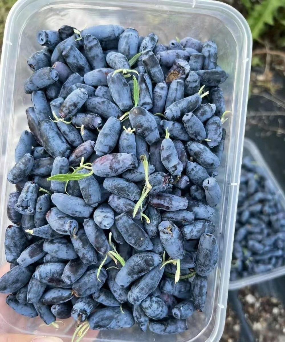 这是什么水果啊