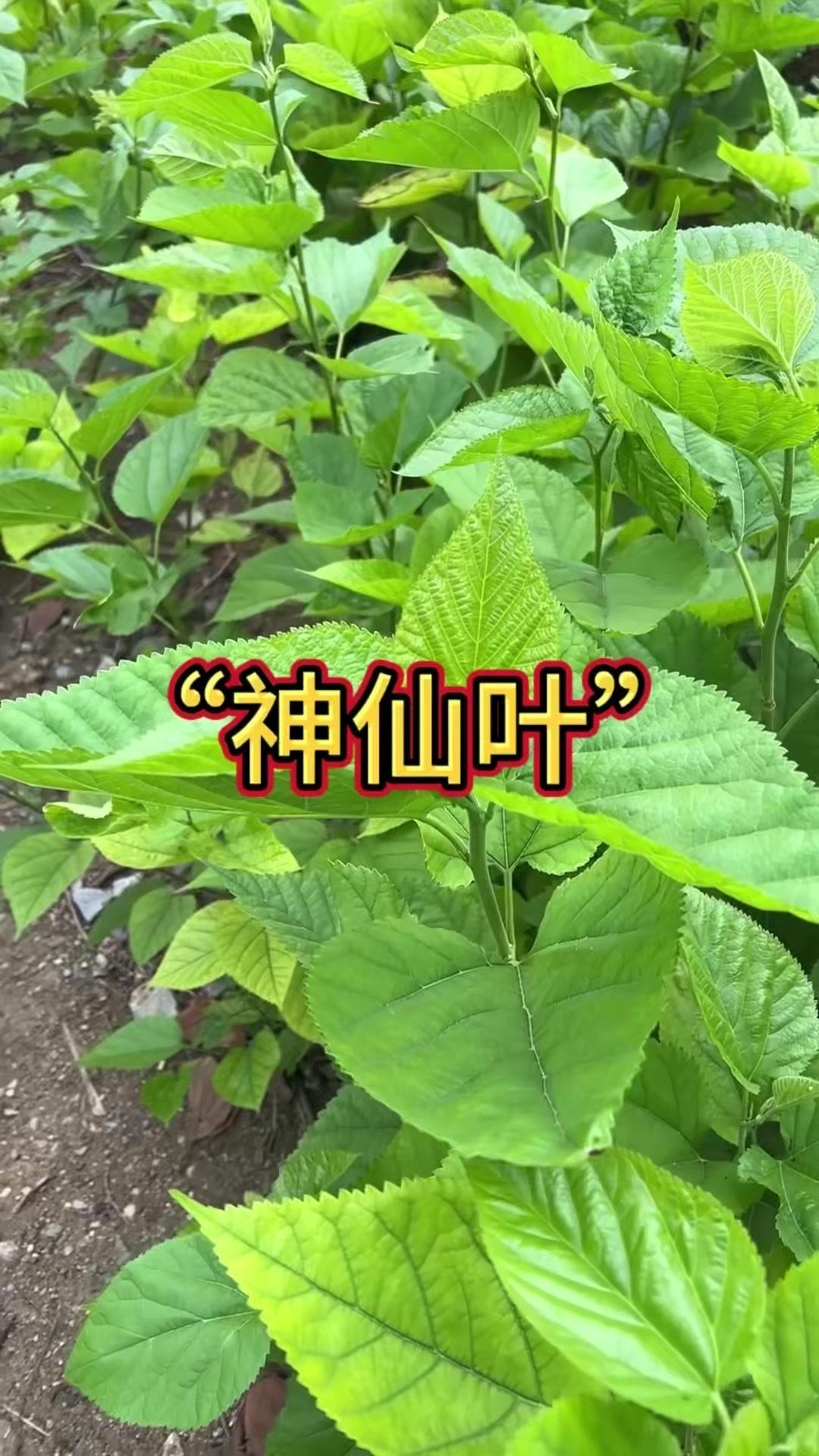 🍃大家看，这就是蚕宝宝吃的食物——桑叶，它在民间竟被称为