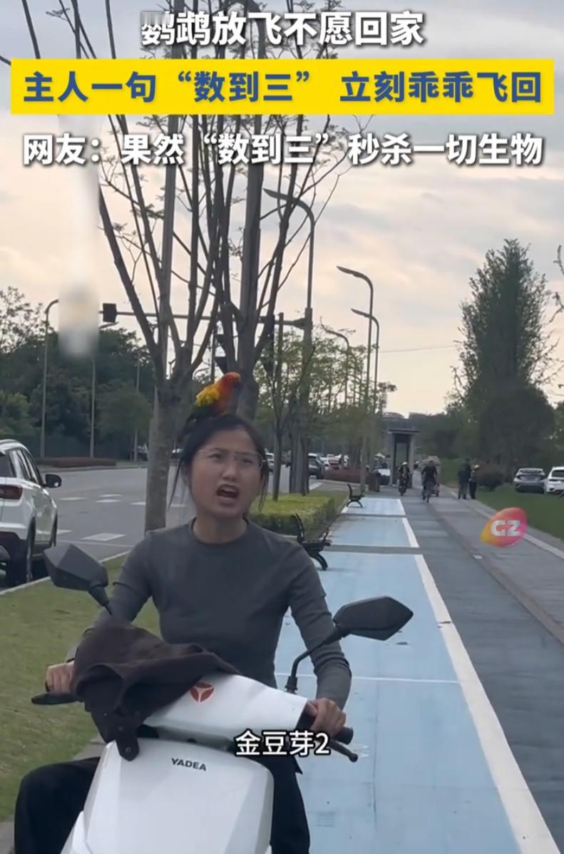 笑不活了，四川成都一女子，带着自己养的两只鹦鹉去户外放飞。结果回家时，女子如何呼