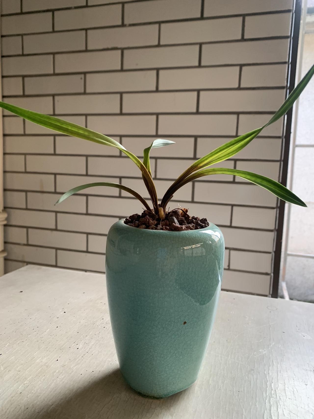 烂根，一棵一棵烂，三棵都烂完了，这家兰花不推荐不推荐不推荐。上热搜兰花绿植盆