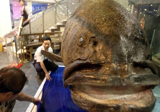 2013年，南沙群岛一位渔民出海捕鱼，意外捕到了一条683斤的巨型石斑鱼，东莞的