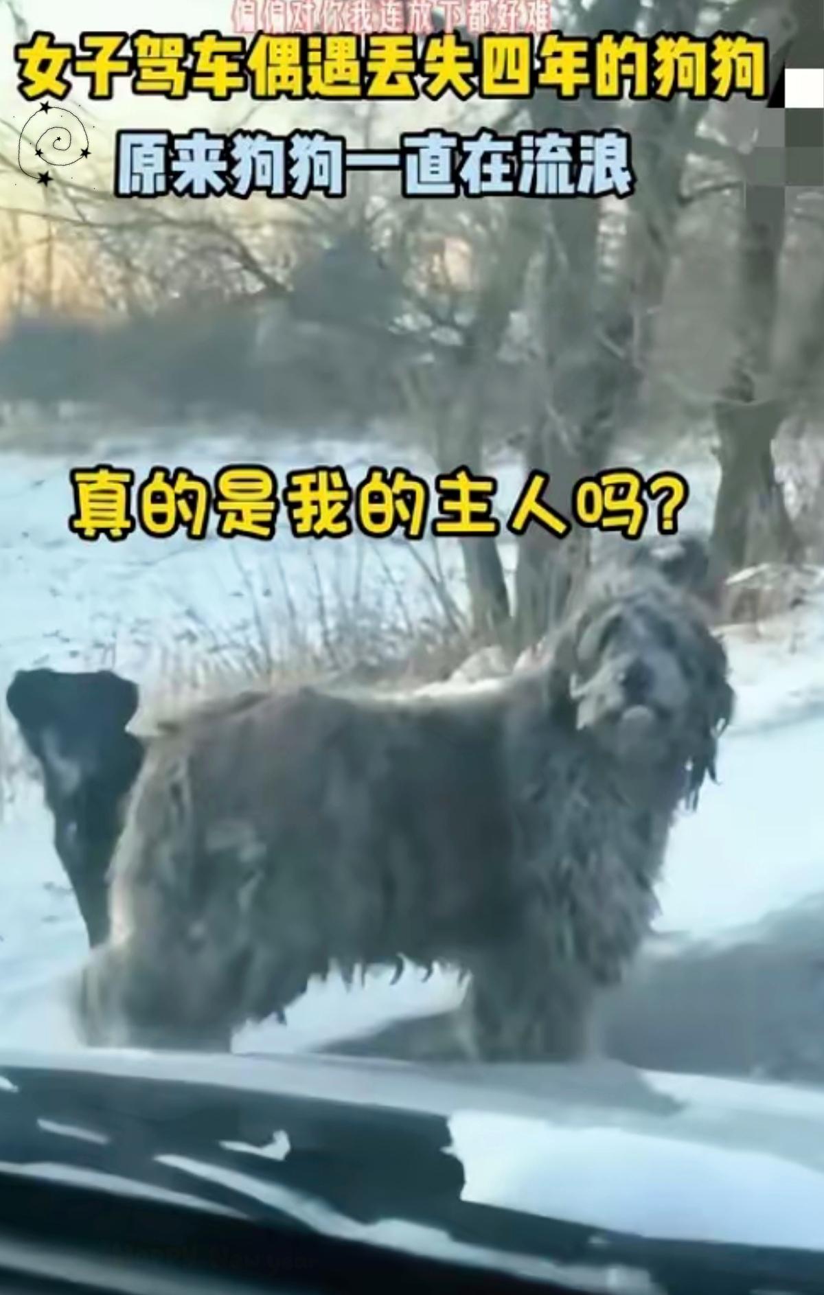 这真的是奇迹般的缘分啊！女子的狗狗走丢四年，谁曾想某天开车路上，一眼就瞥见了那个