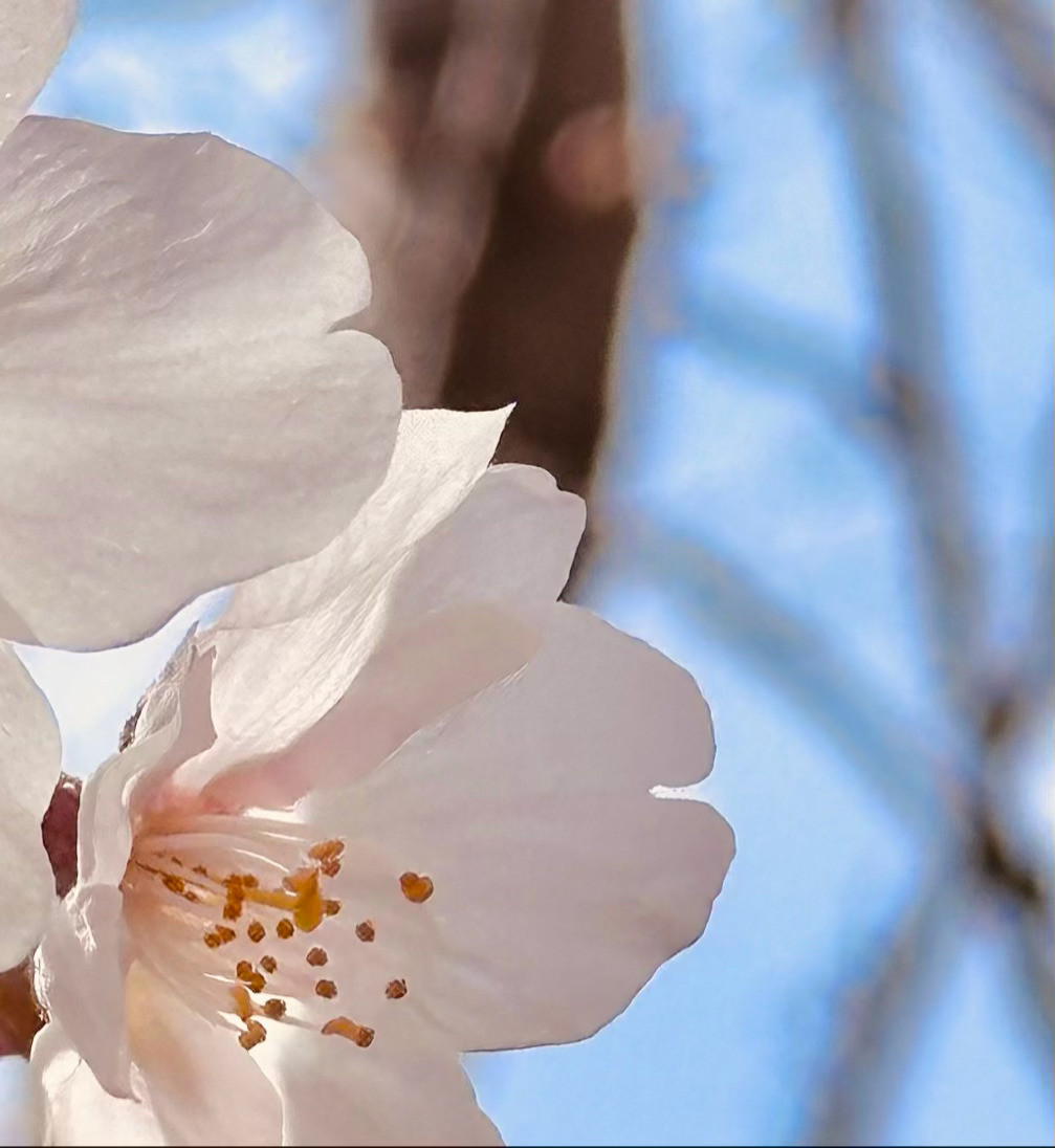 生活不论好坏，每天都是限量版，永远乐观自信，永远积极向上，别让世俗，淹没了生活的