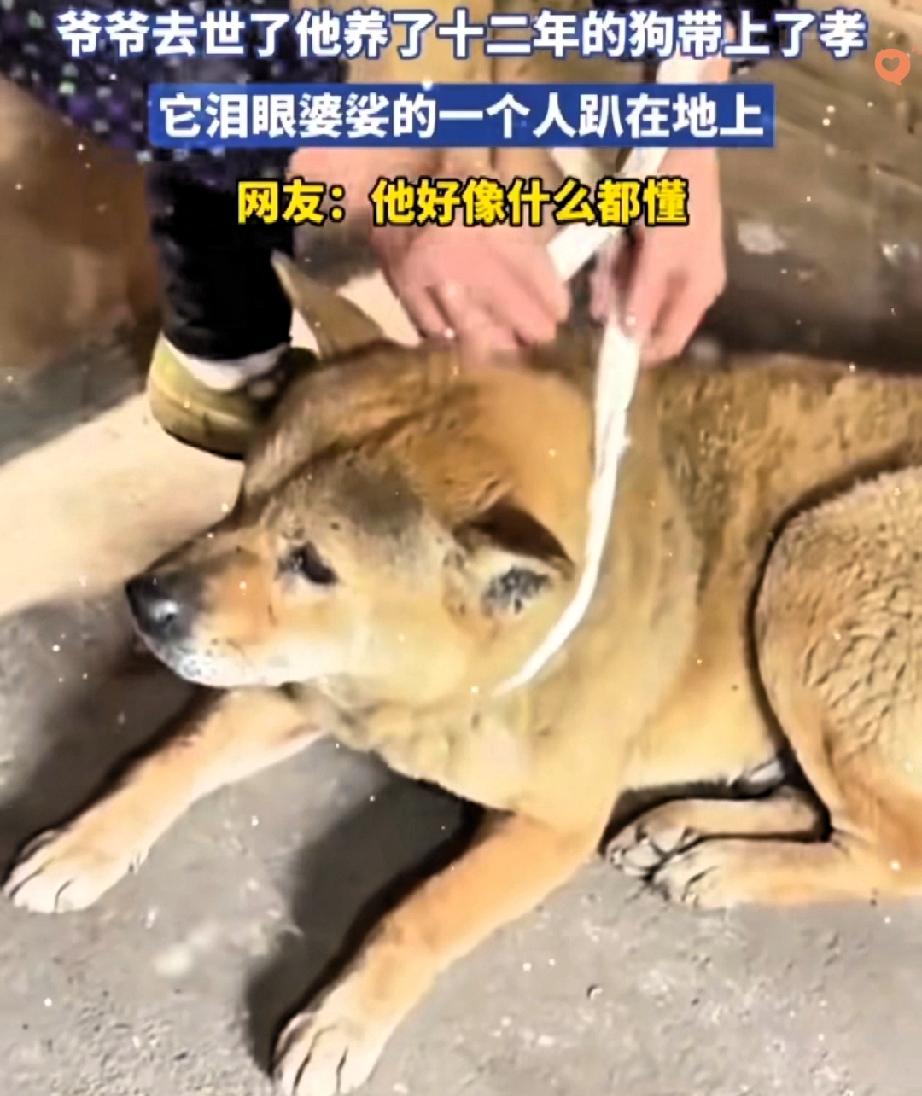 刷到这只黄狗的视频，眼泪直接绷不住了！爷爷走了，养了十二年的它被家人系上孝