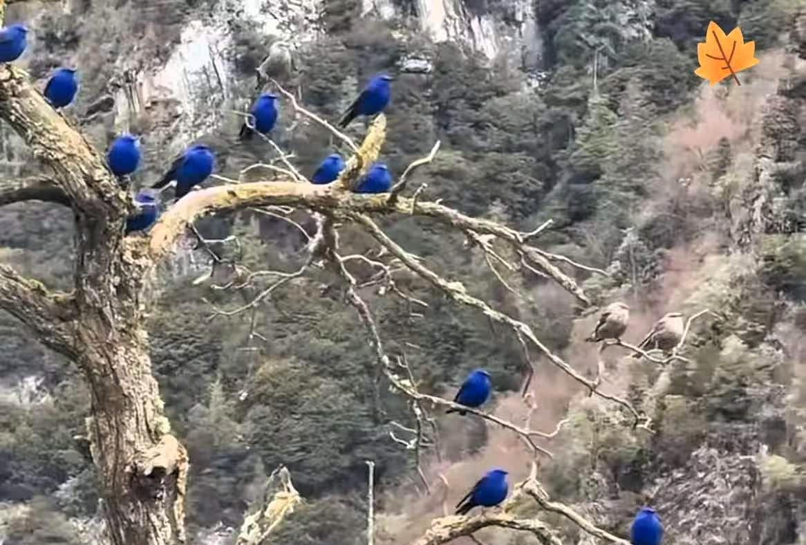 四川雅安的陈大哥上周上山砍柴，走到一棵两人抱的大枯树下时忽然听见枝桠响动，抬头的